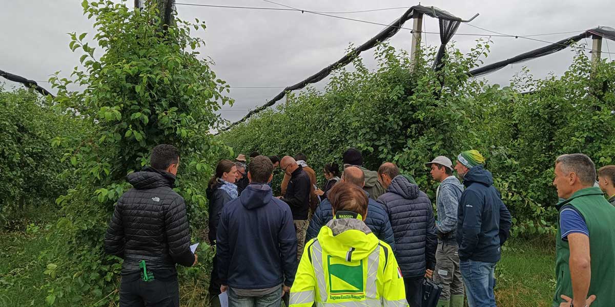 Mele, pere e kiwi sotto attacco: con il progetto “RIDUCI” di Ri.Nova la difesa è green